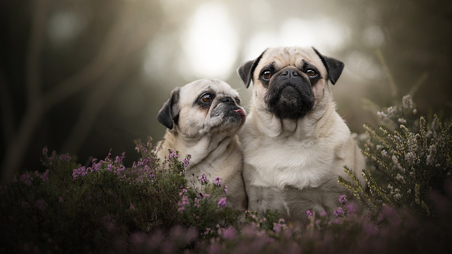 NBA球队替补席贡献度评估,nba替补席庆祝集锦