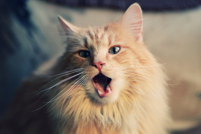 校园足球竞赛与升学挂钩形成长效激励机制,学生足球联赛