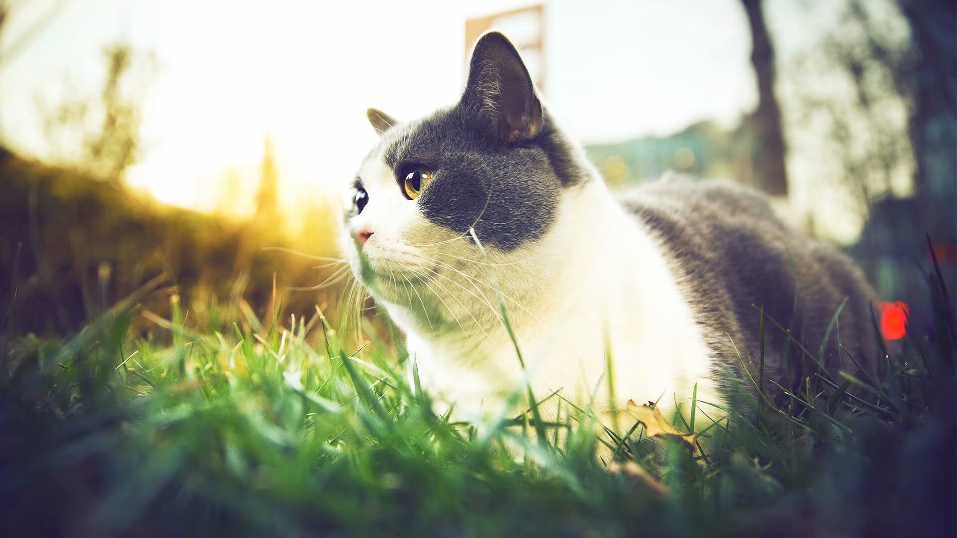 格鲁吉亚女篮在欧洲锦标赛中展现实力,期待国际突破,格鲁吉亚参加过欧洲杯吗